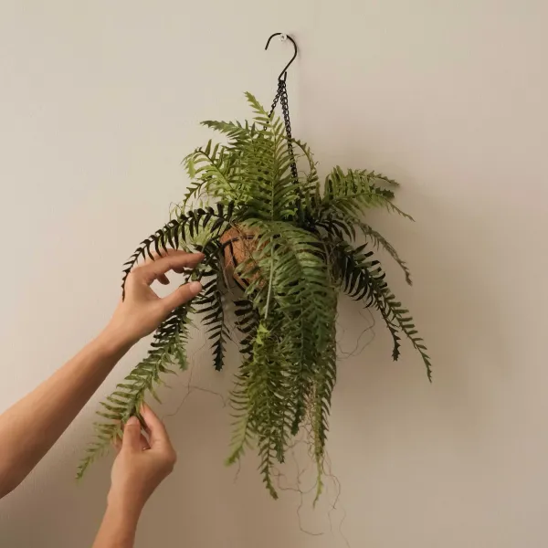 Hanging Fern 60cm