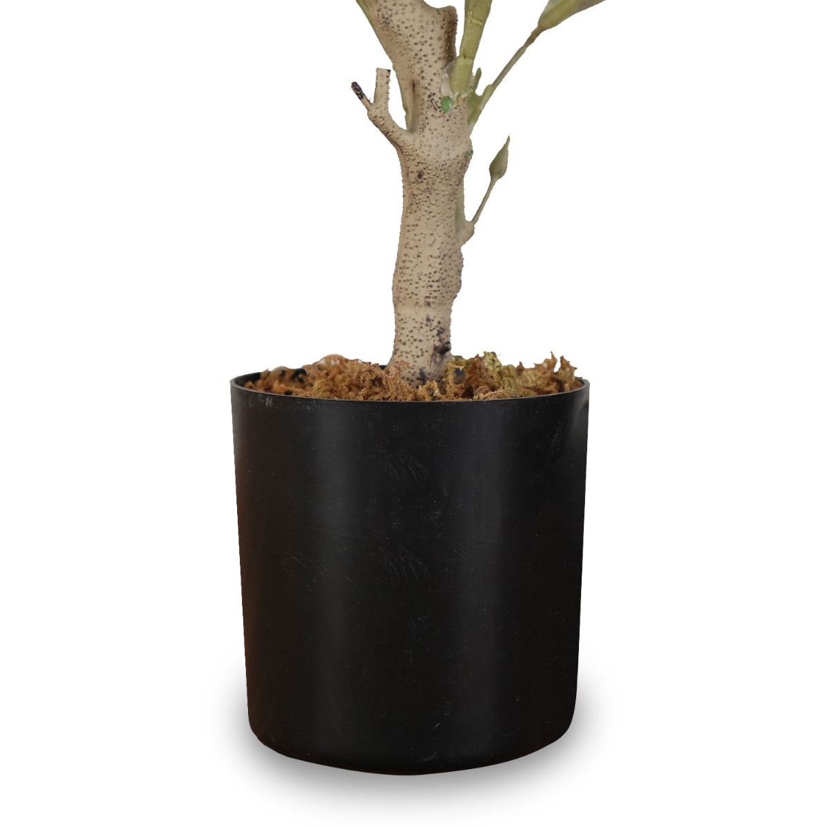 Olive Tree 80cm