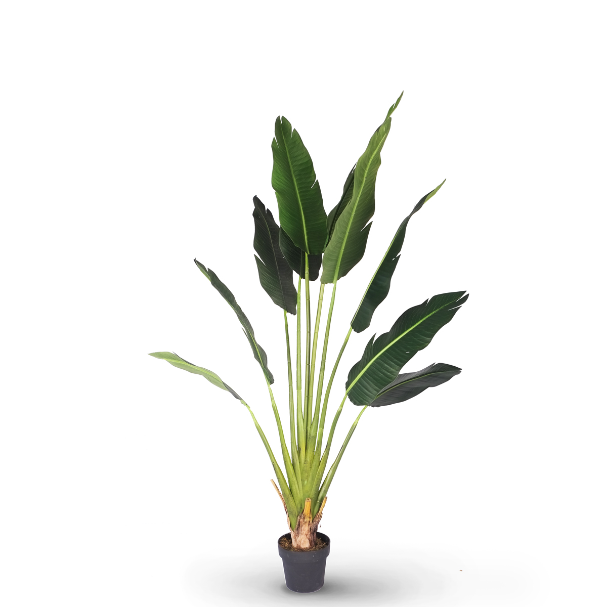Traveler Palm 150cm