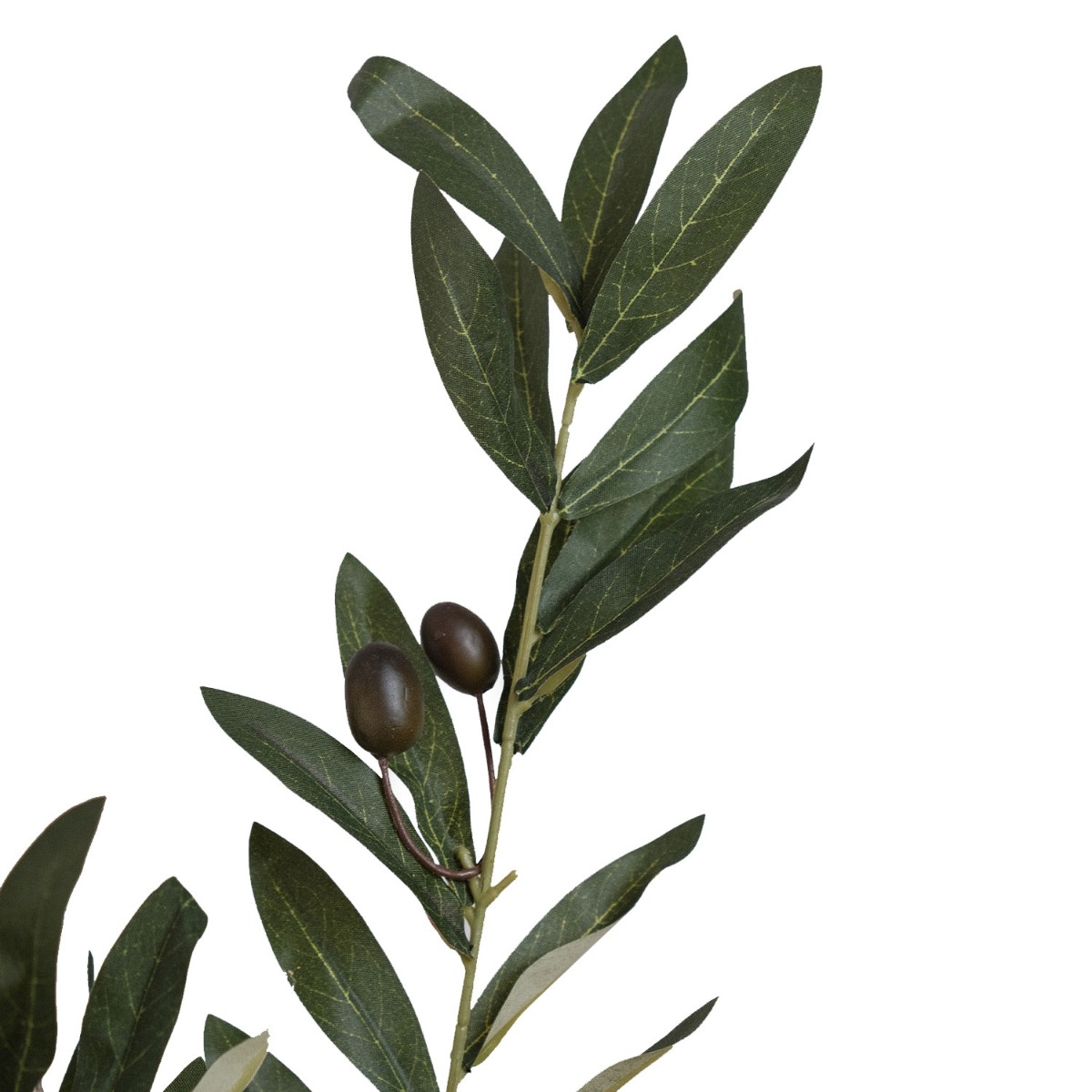 Olive Tree 80cm
