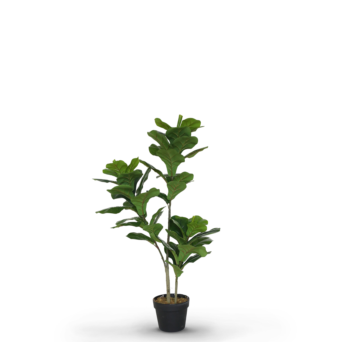 Fiddle Fig 100cm