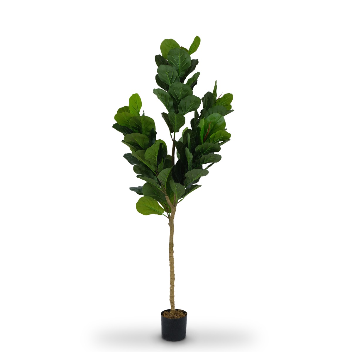 Fiddle Fig 180cm