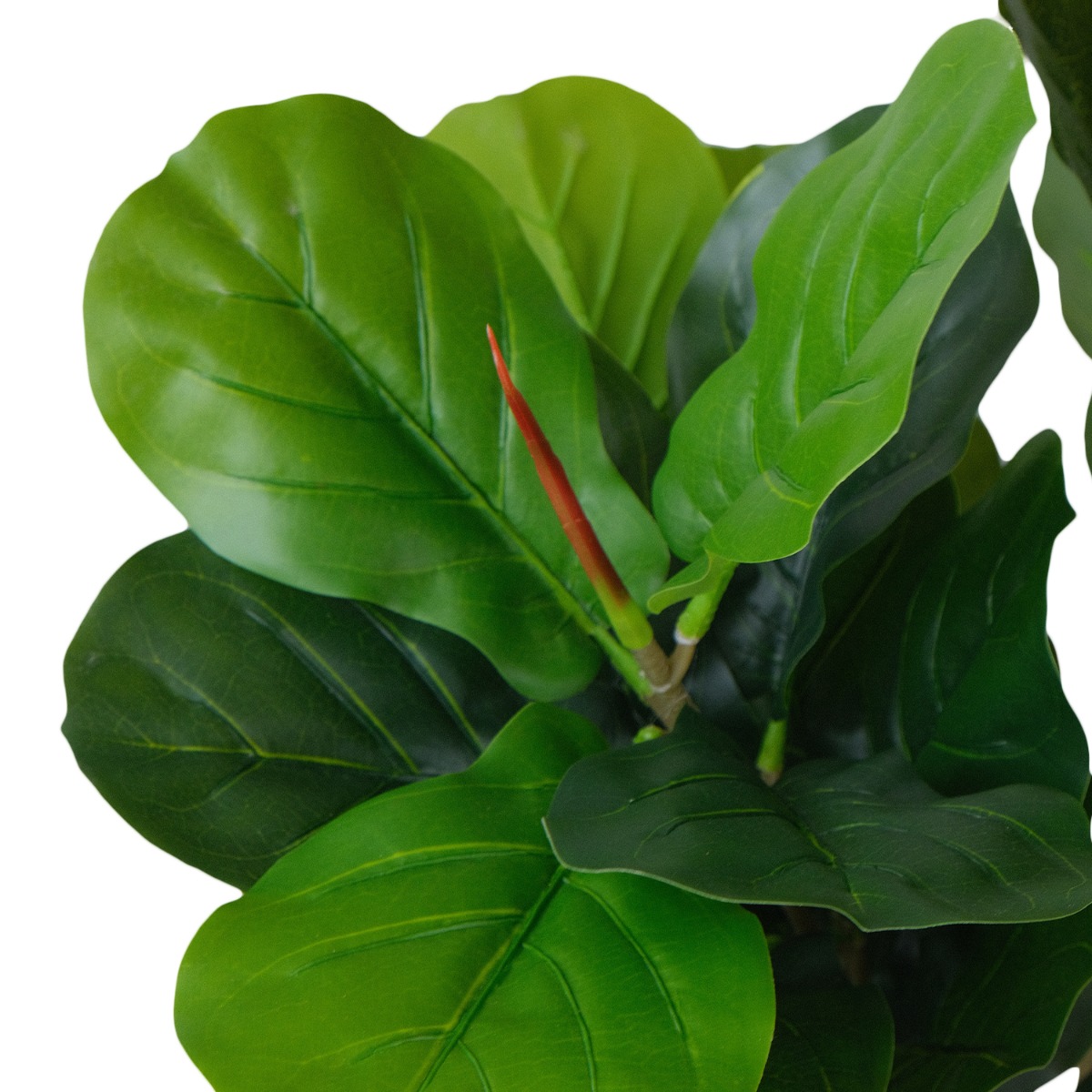 Fiddle Fig 180cm