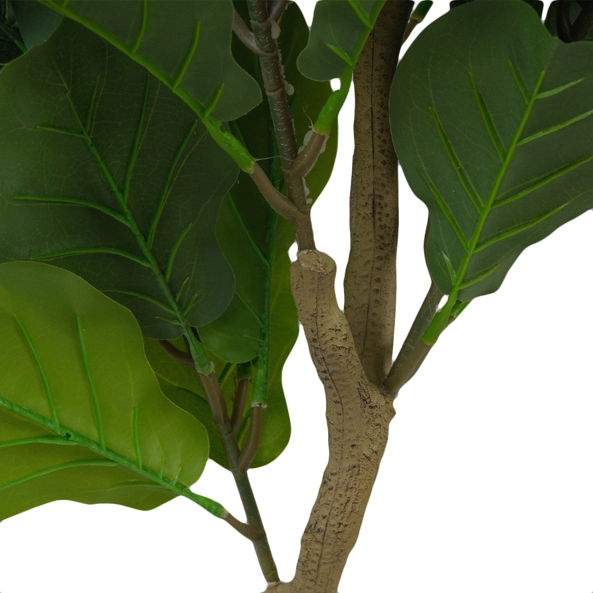 Fiddle Fig 180cm