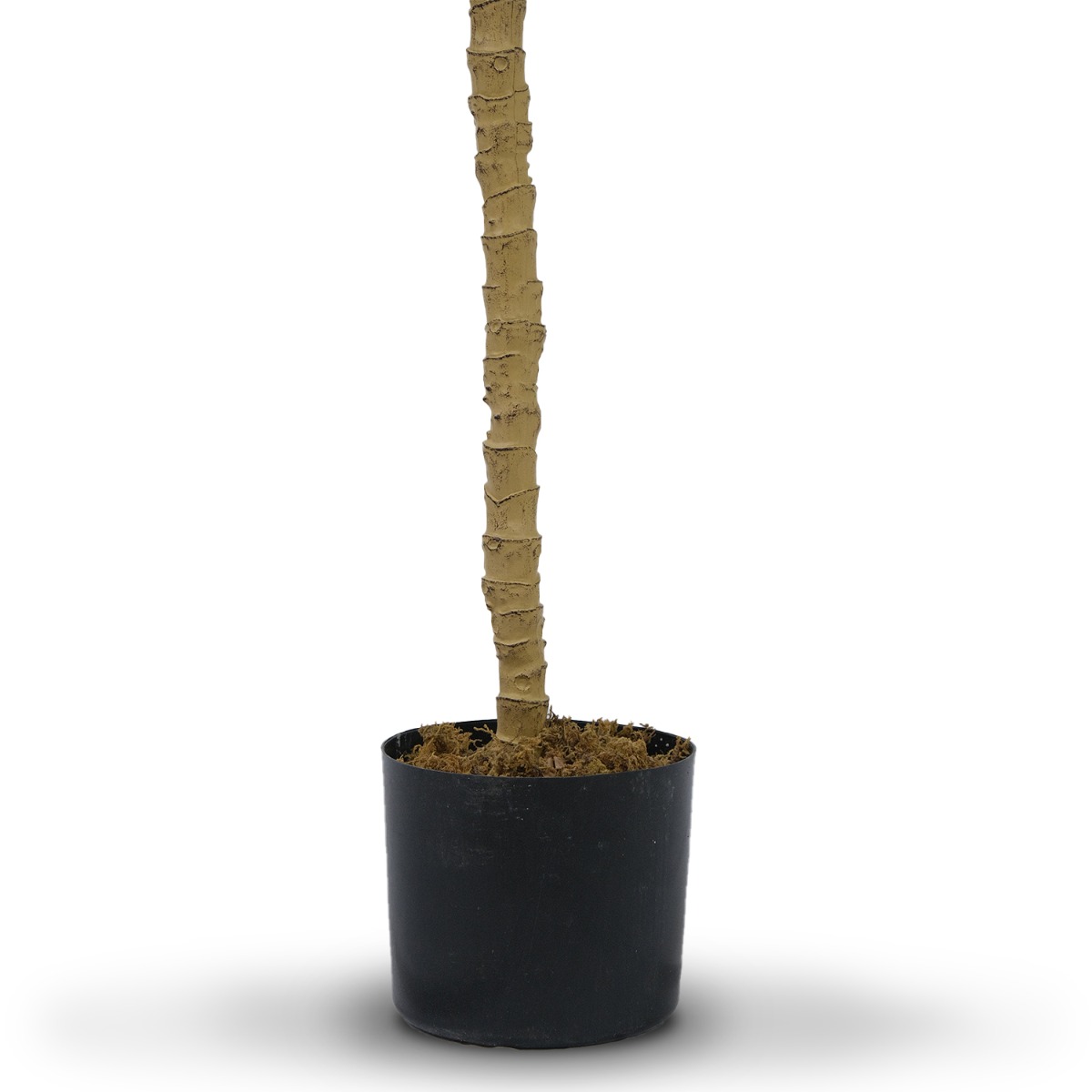Fiddle Fig 180cm