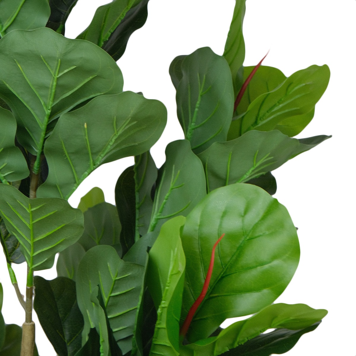 Fiddle Fig 180cm