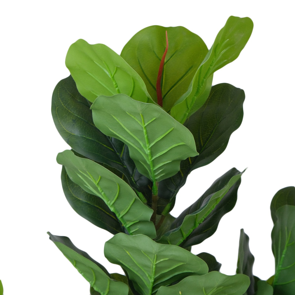 Fiddle Fig 180cm