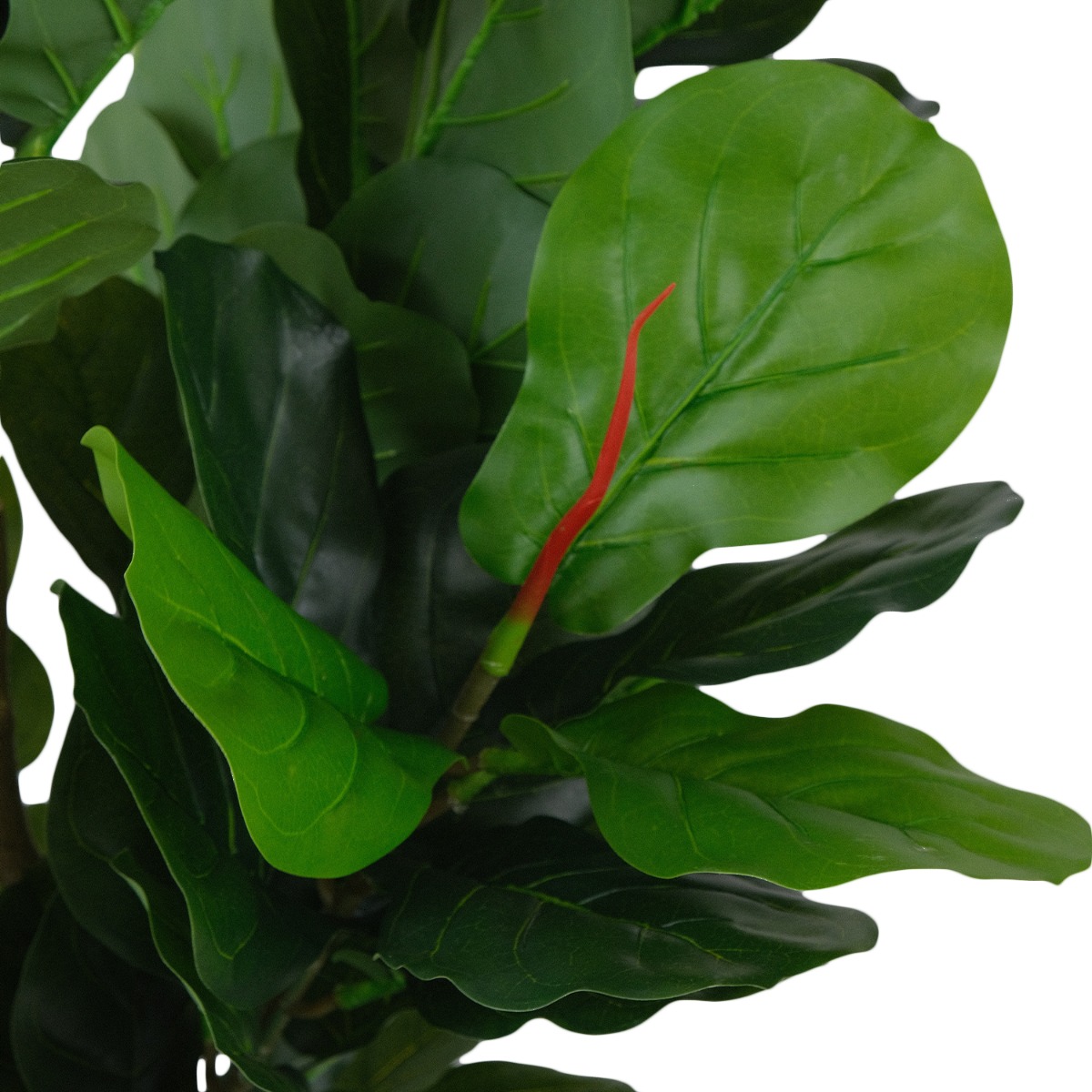 Fiddle Fig 180cm