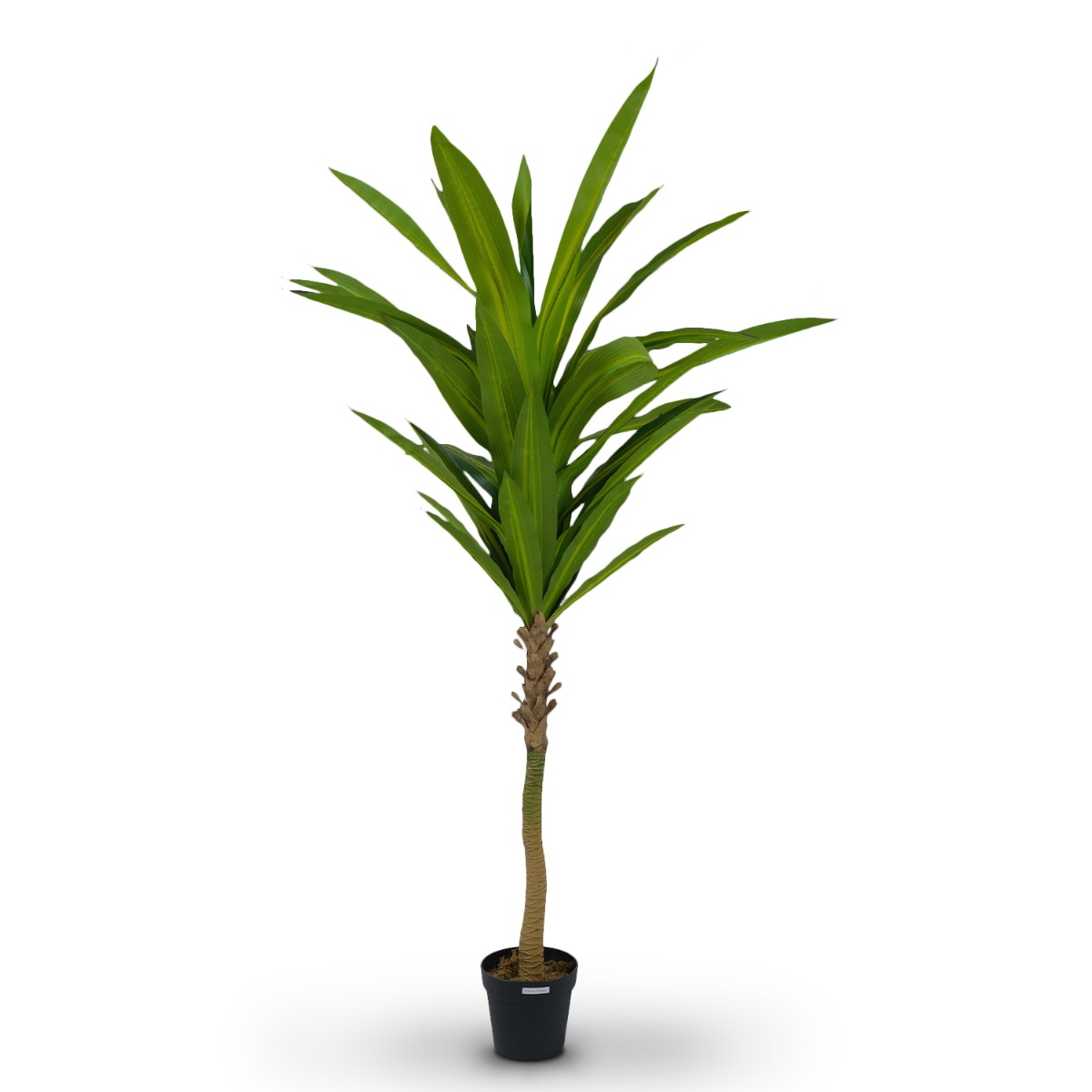 Dracaena Tree 190cm
