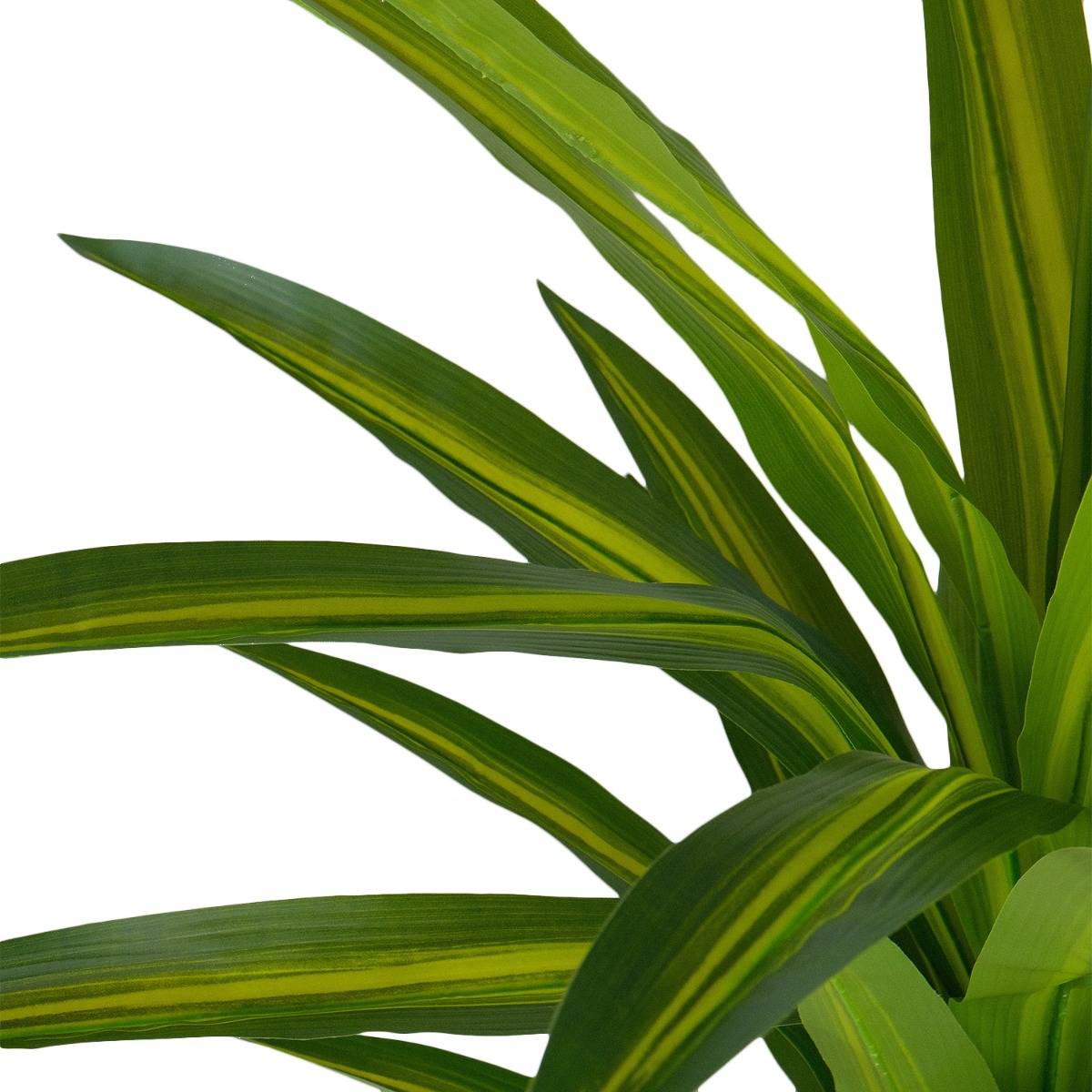 Dracaena Tree 190cm