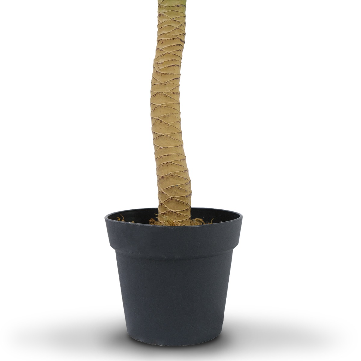Dracaena Tree 190cm