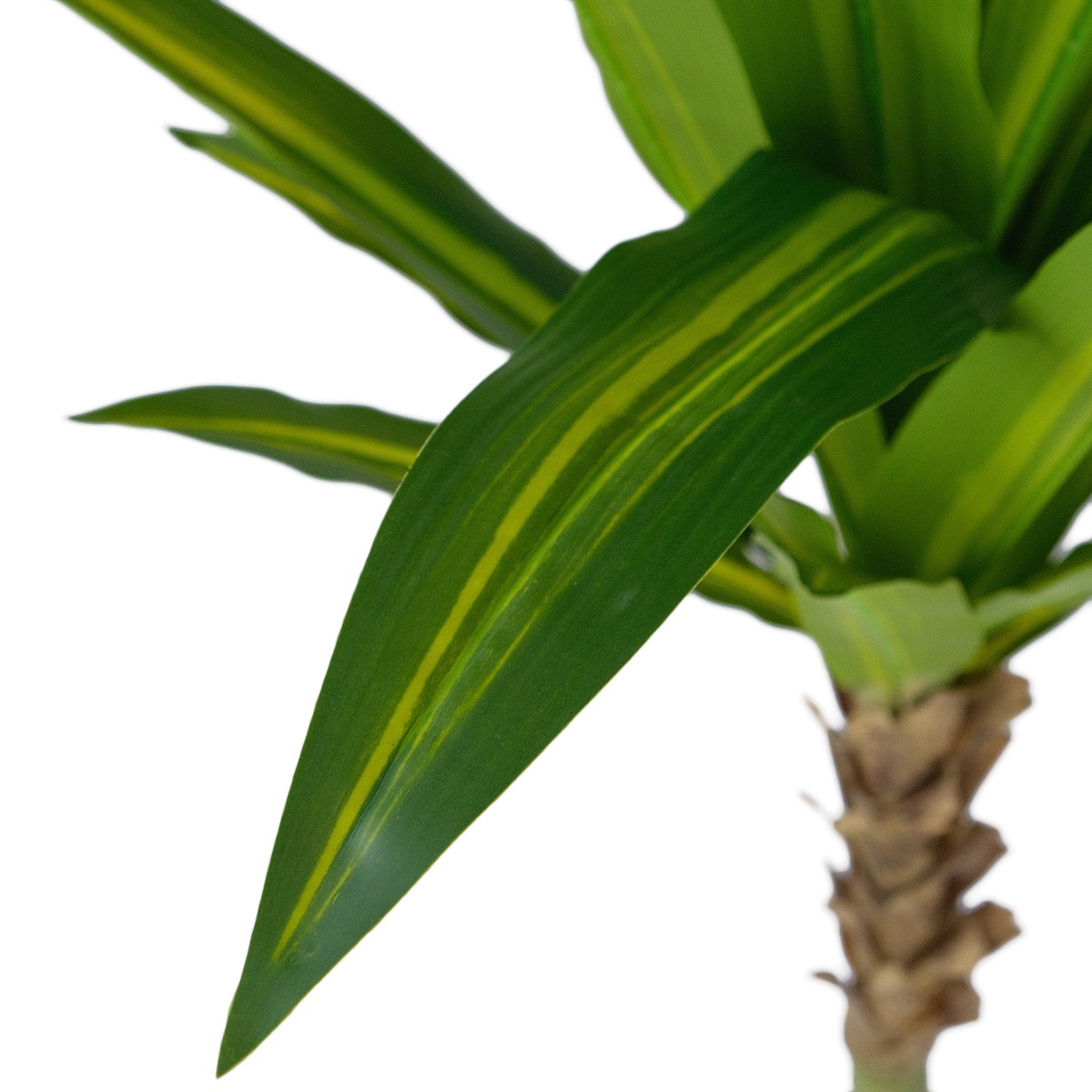 Dracaena Tree 190cm