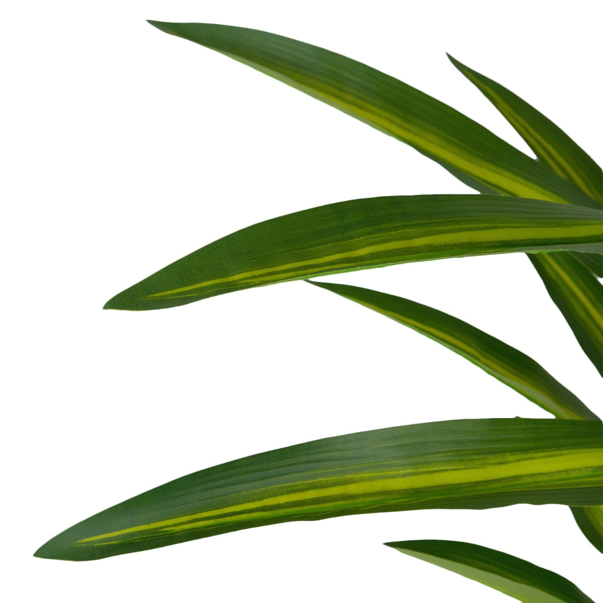 Dracaena Tree 190cm