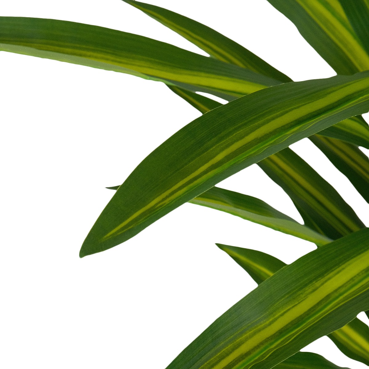 Dracaena Tree 190cm