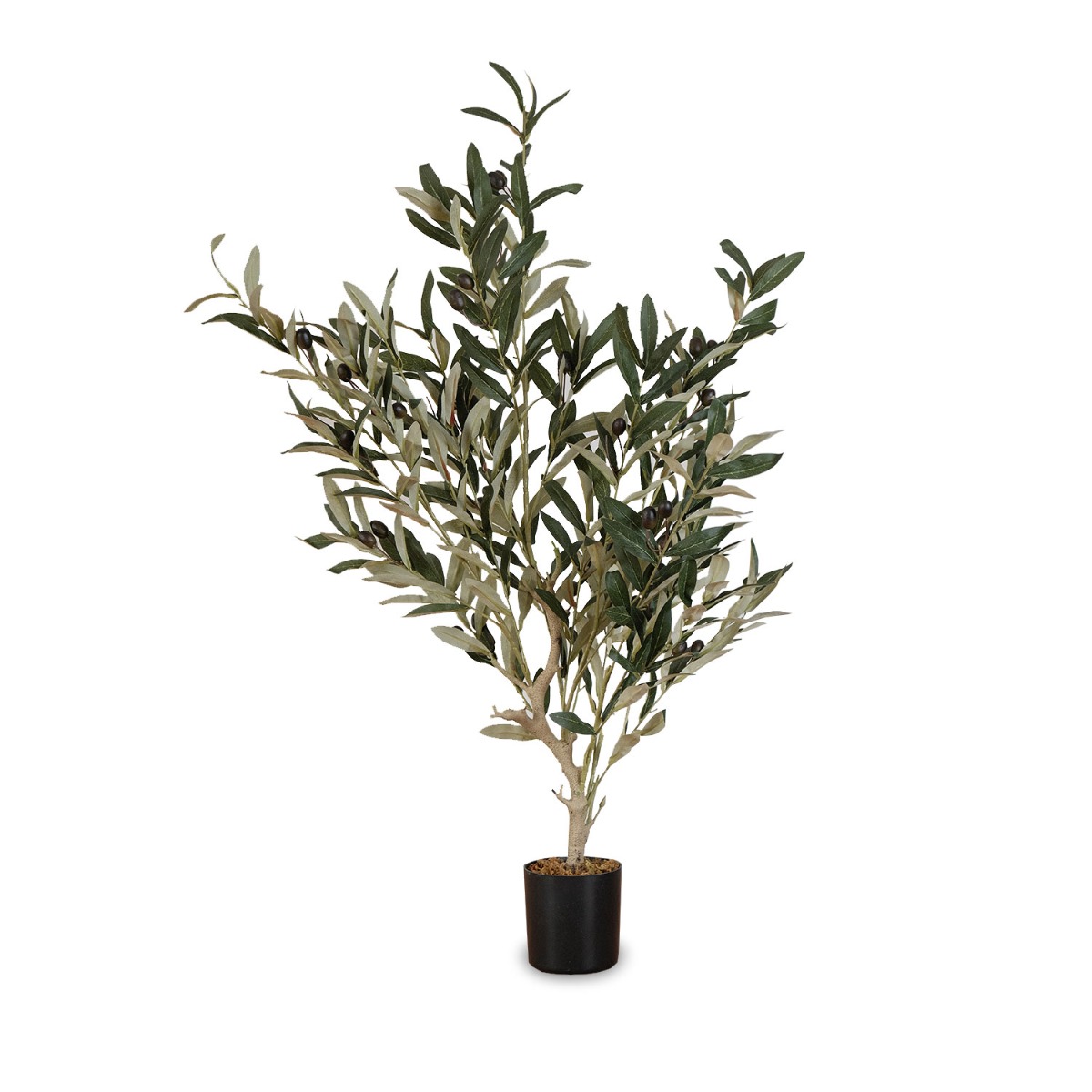 Olive Tree 80cm