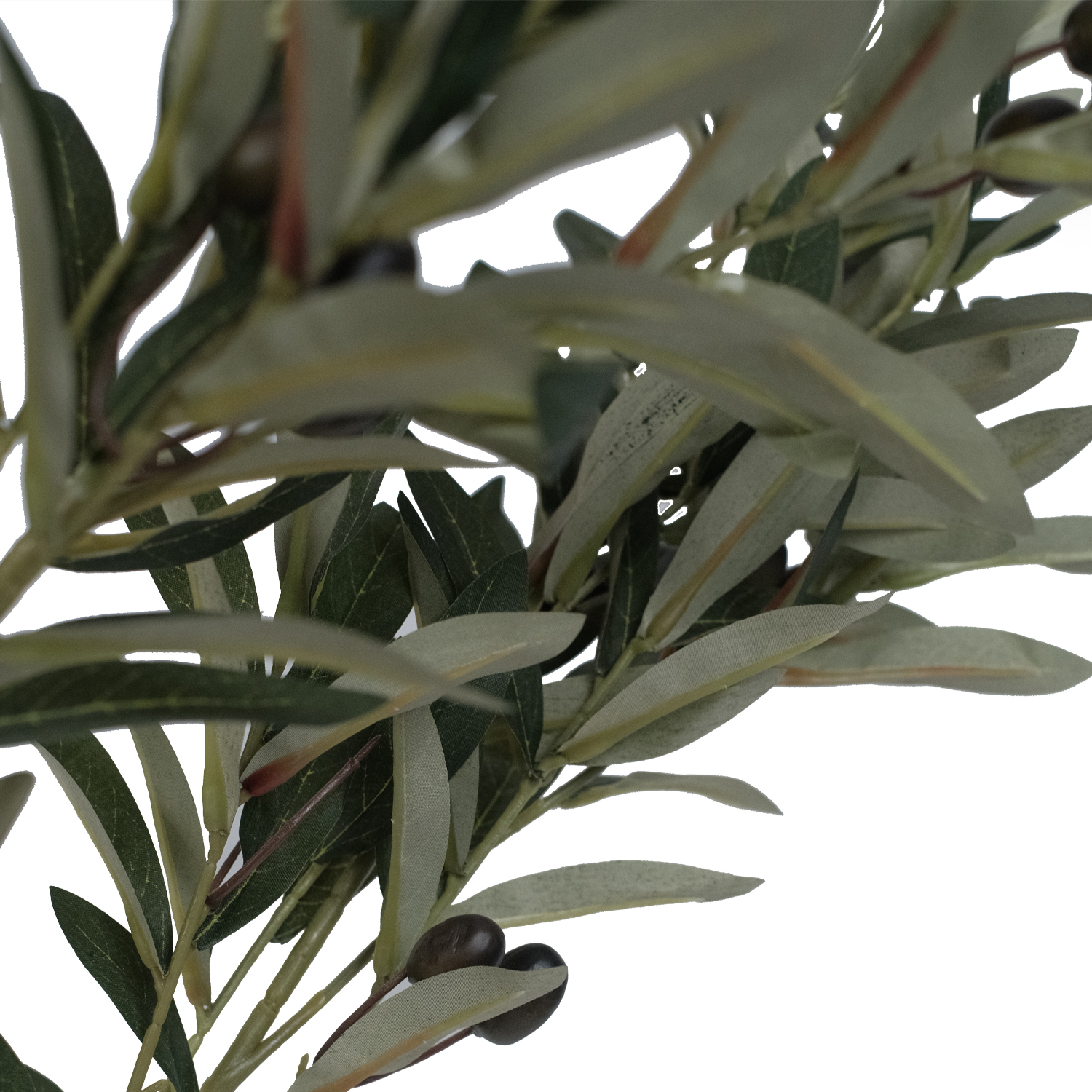 Olive Tree 170cm