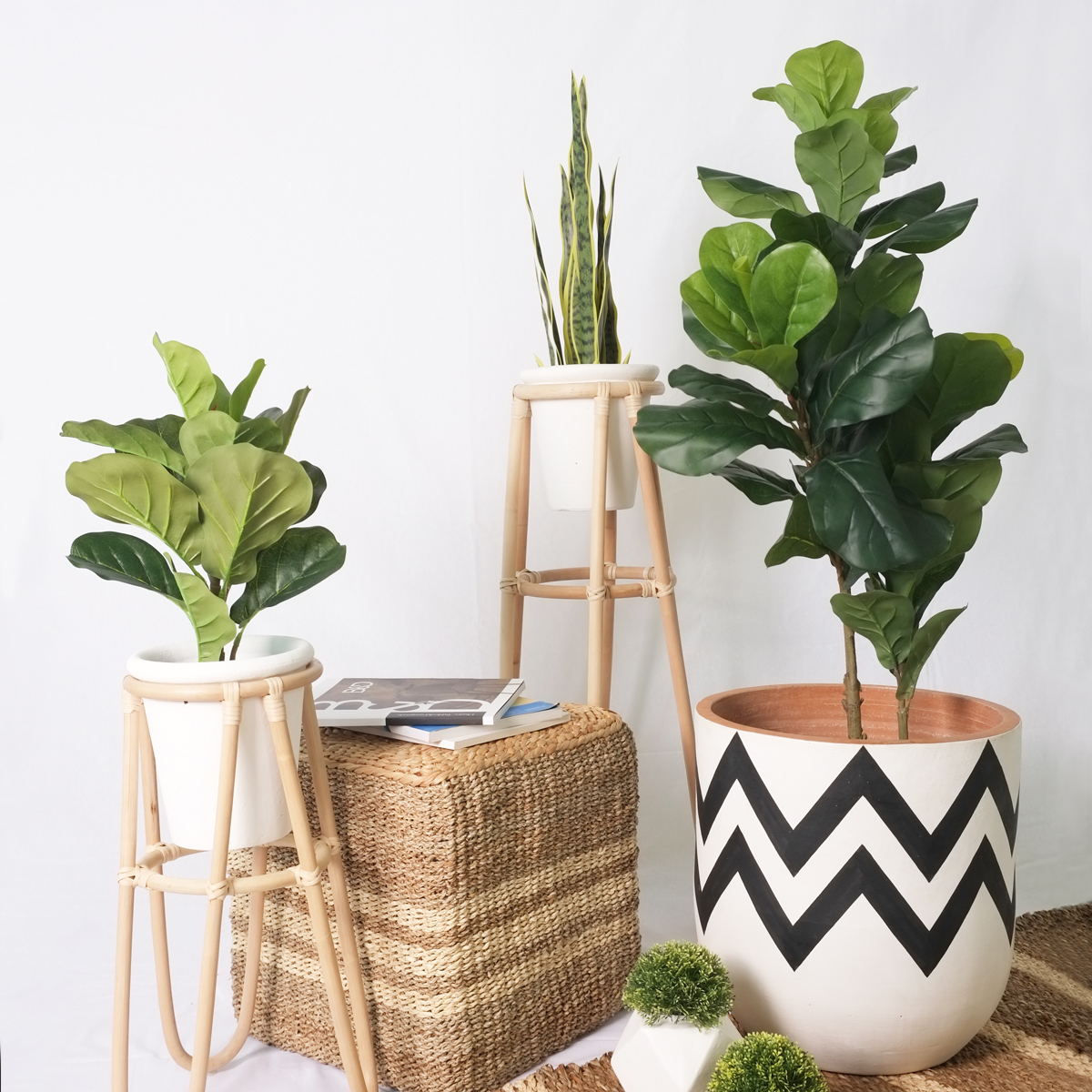 Fiddle Fig 50cm