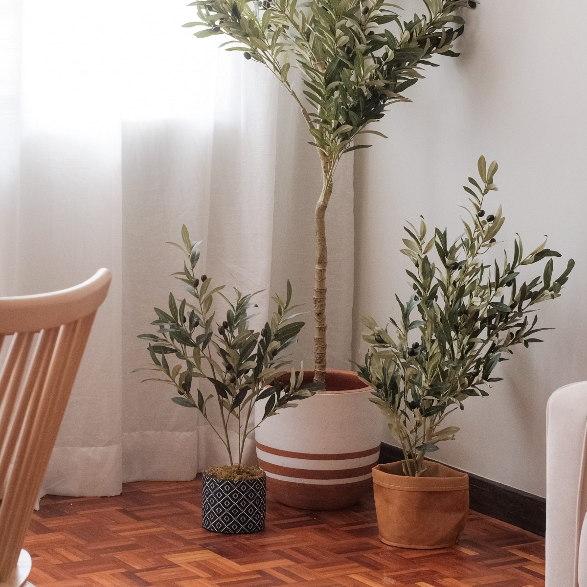 Olive Tree 80cm