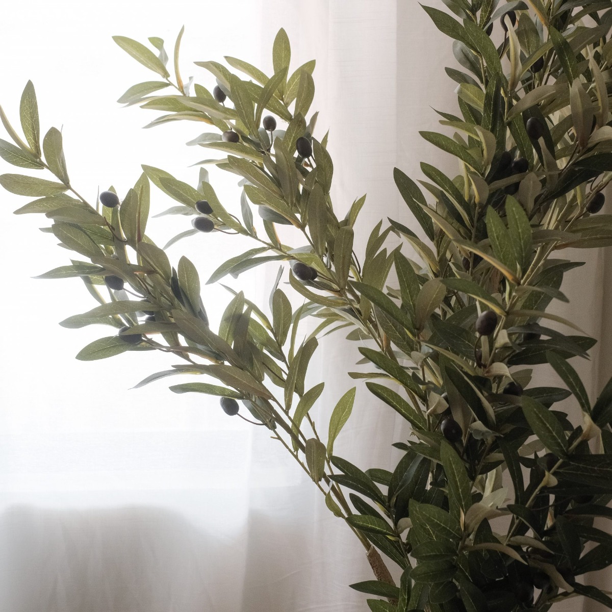 Olive Tree 80cm