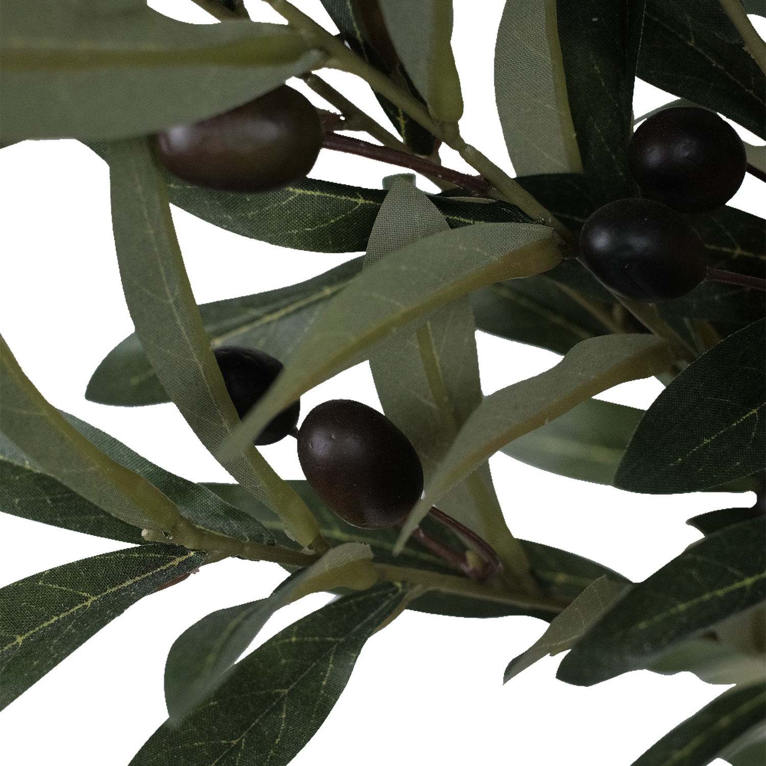 Olive Tree 170cm