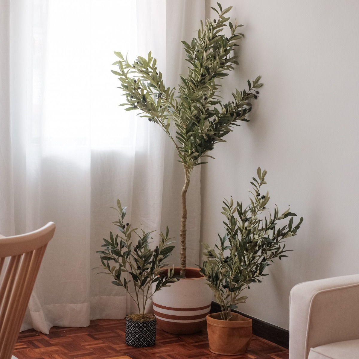 Olive Tree 80cm