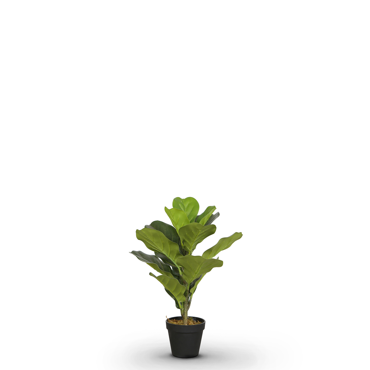 Fiddle Fig 50cm