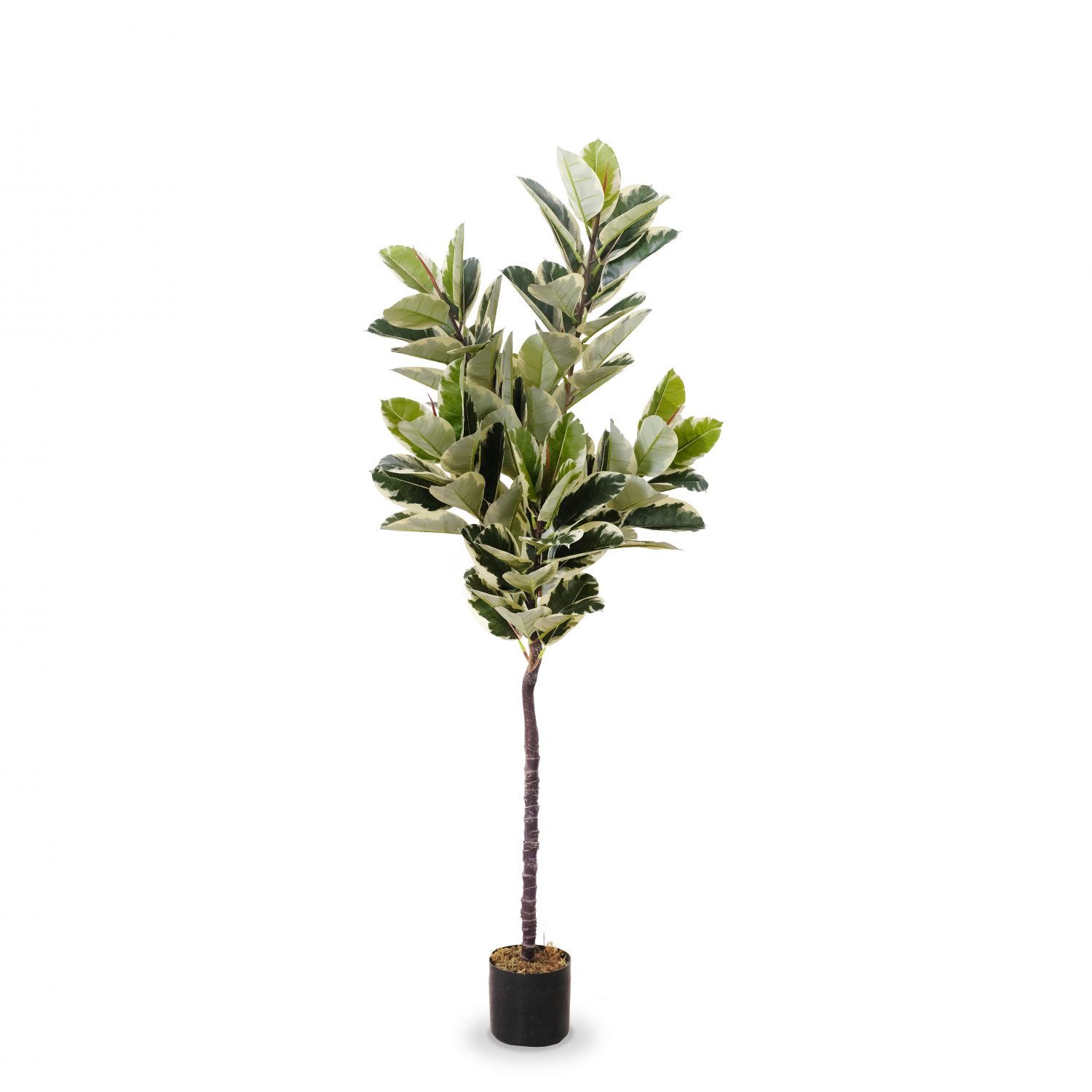 White-Edge Oak Tree 175cm