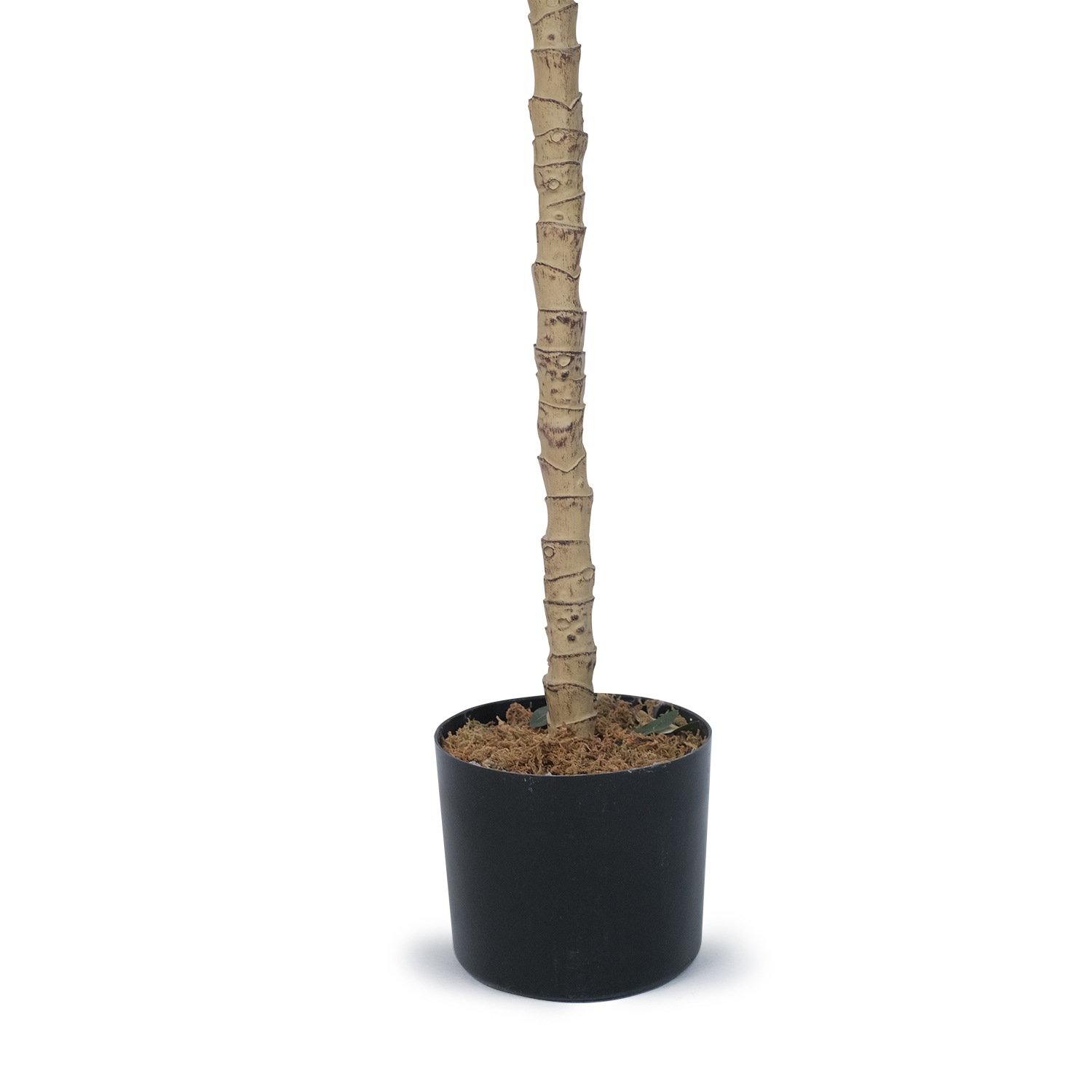 Olive Tree 170cm