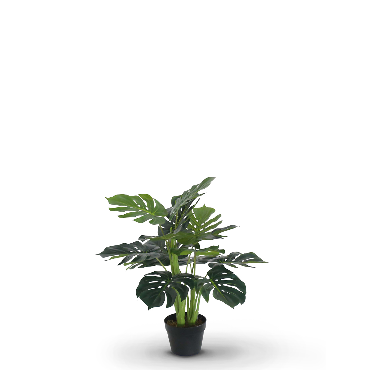 Monstera 75cm