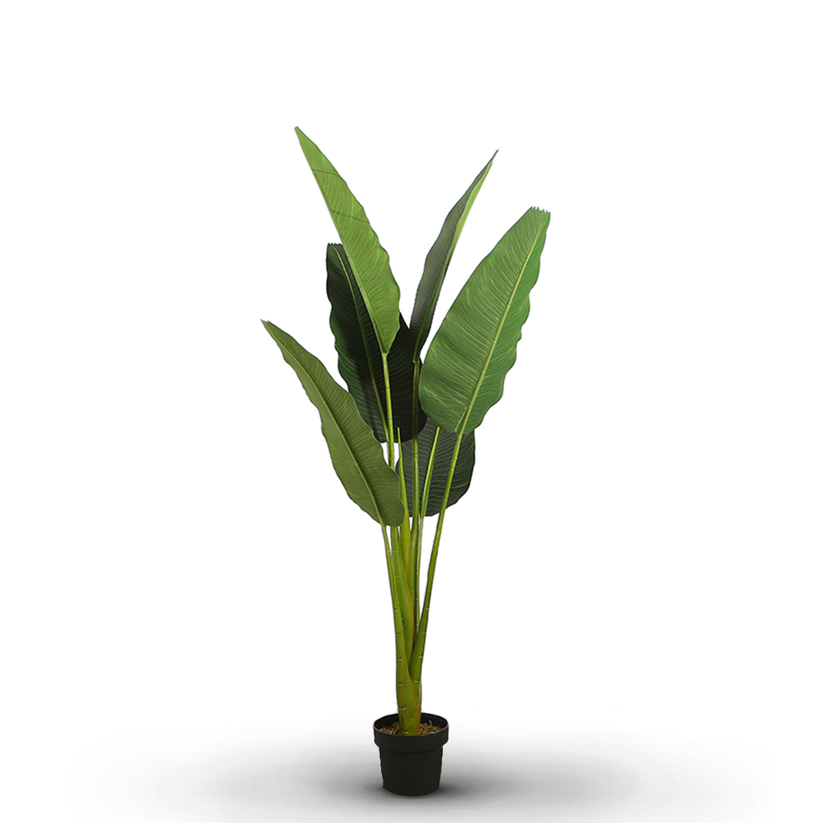 Ravenala Banana 170cm