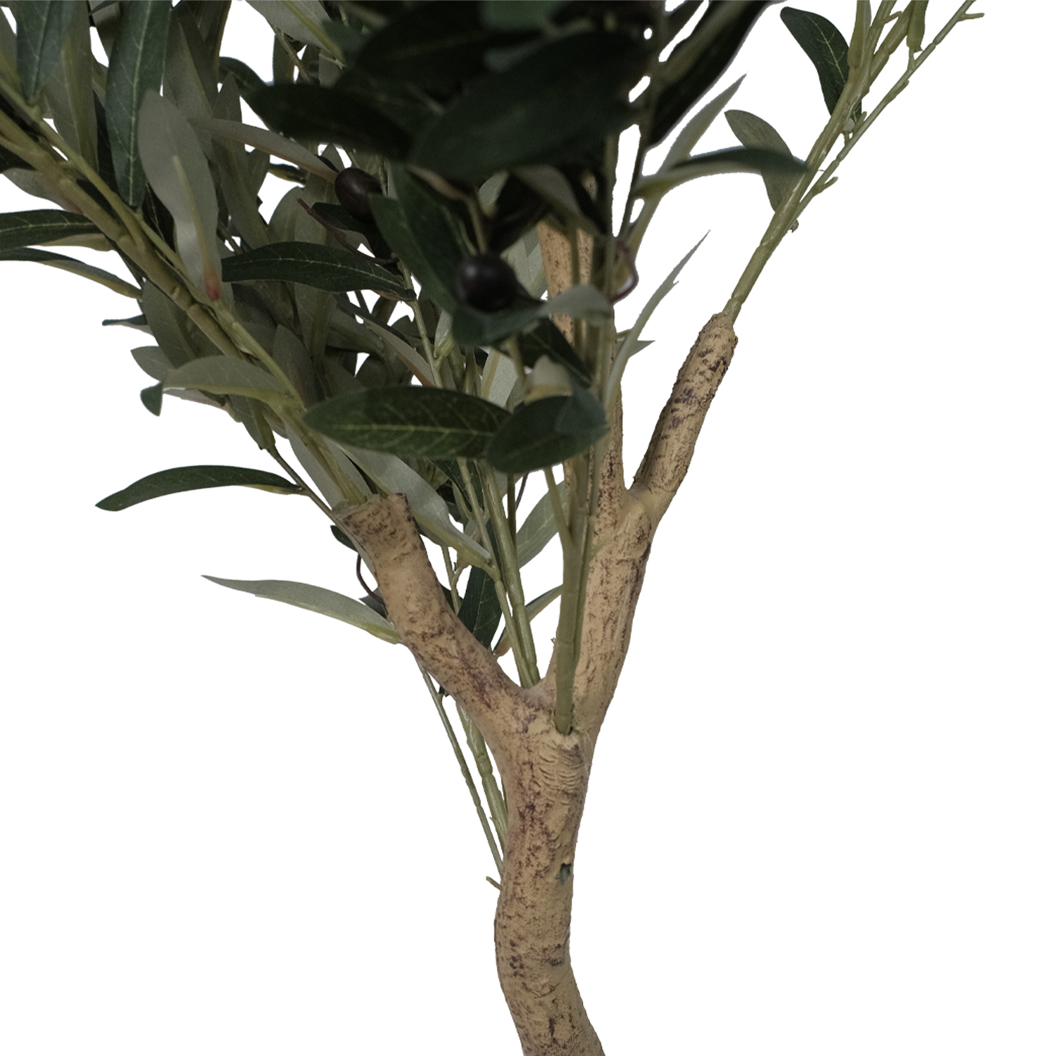 Olive Tree 170cm