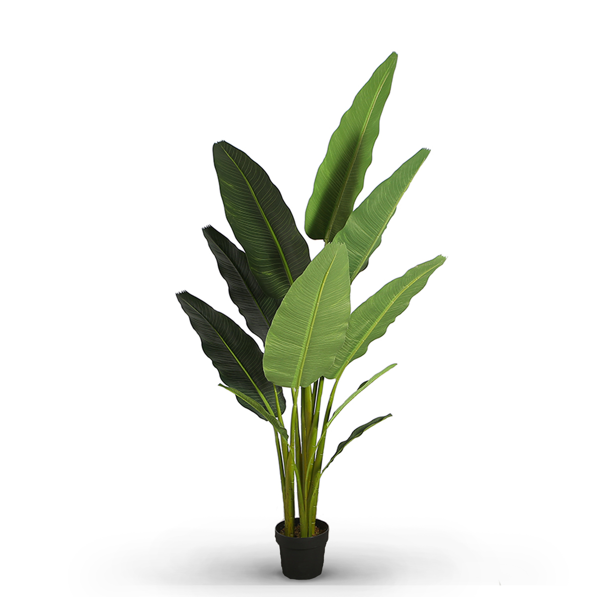 Ravenala Banana 195cm
