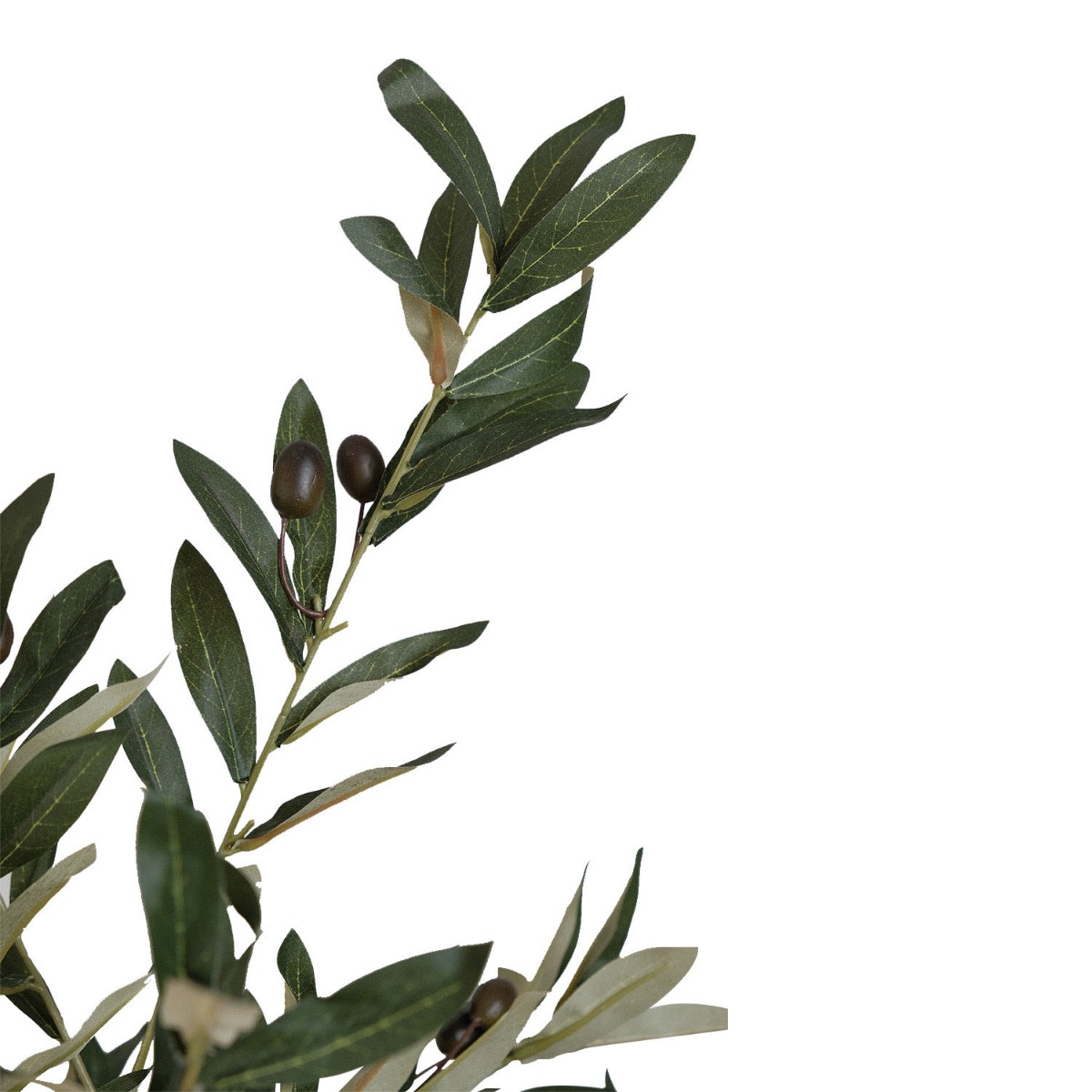 Olive Tree 80cm