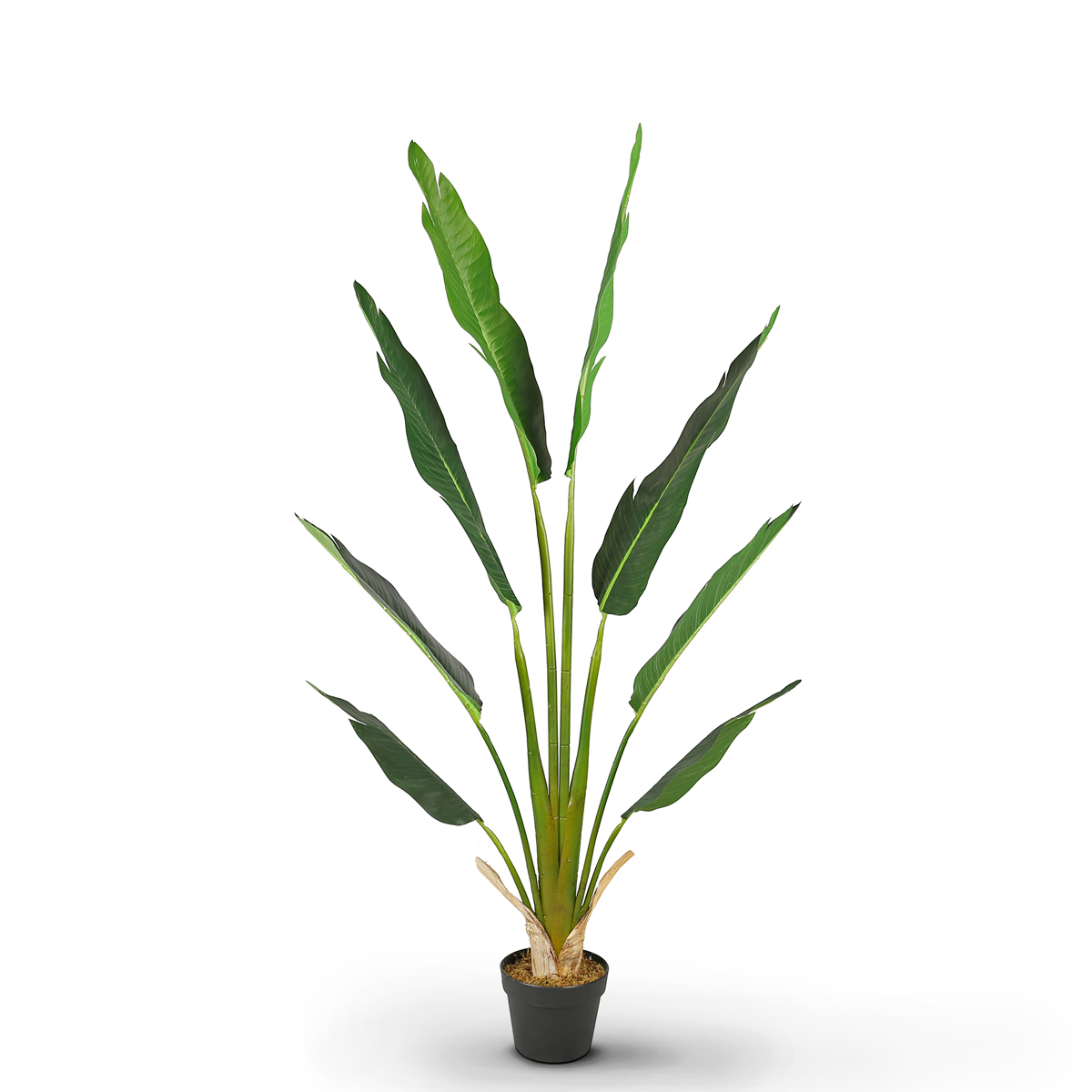 Traveler Palm 185cm