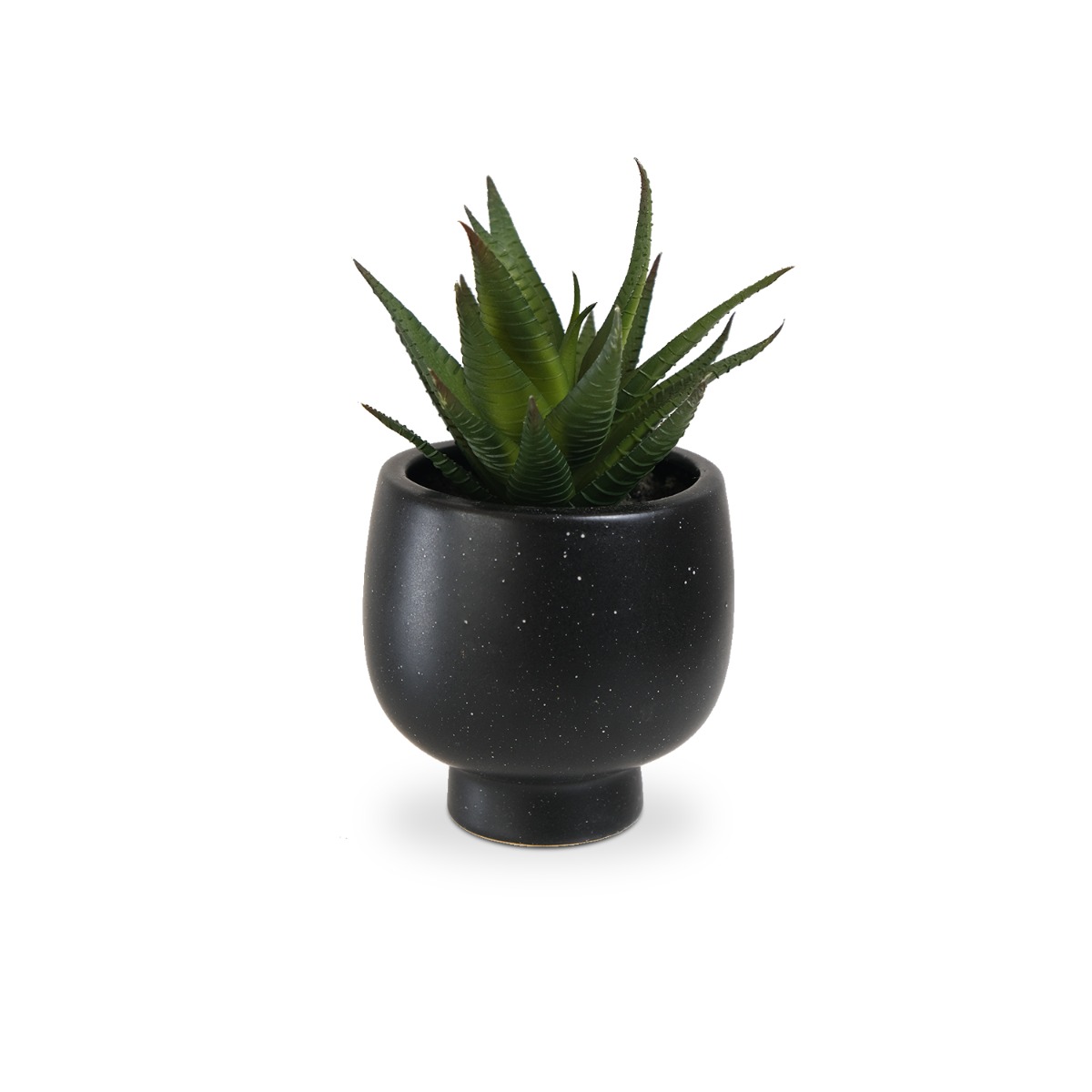 Aloe in Ceramic Pot