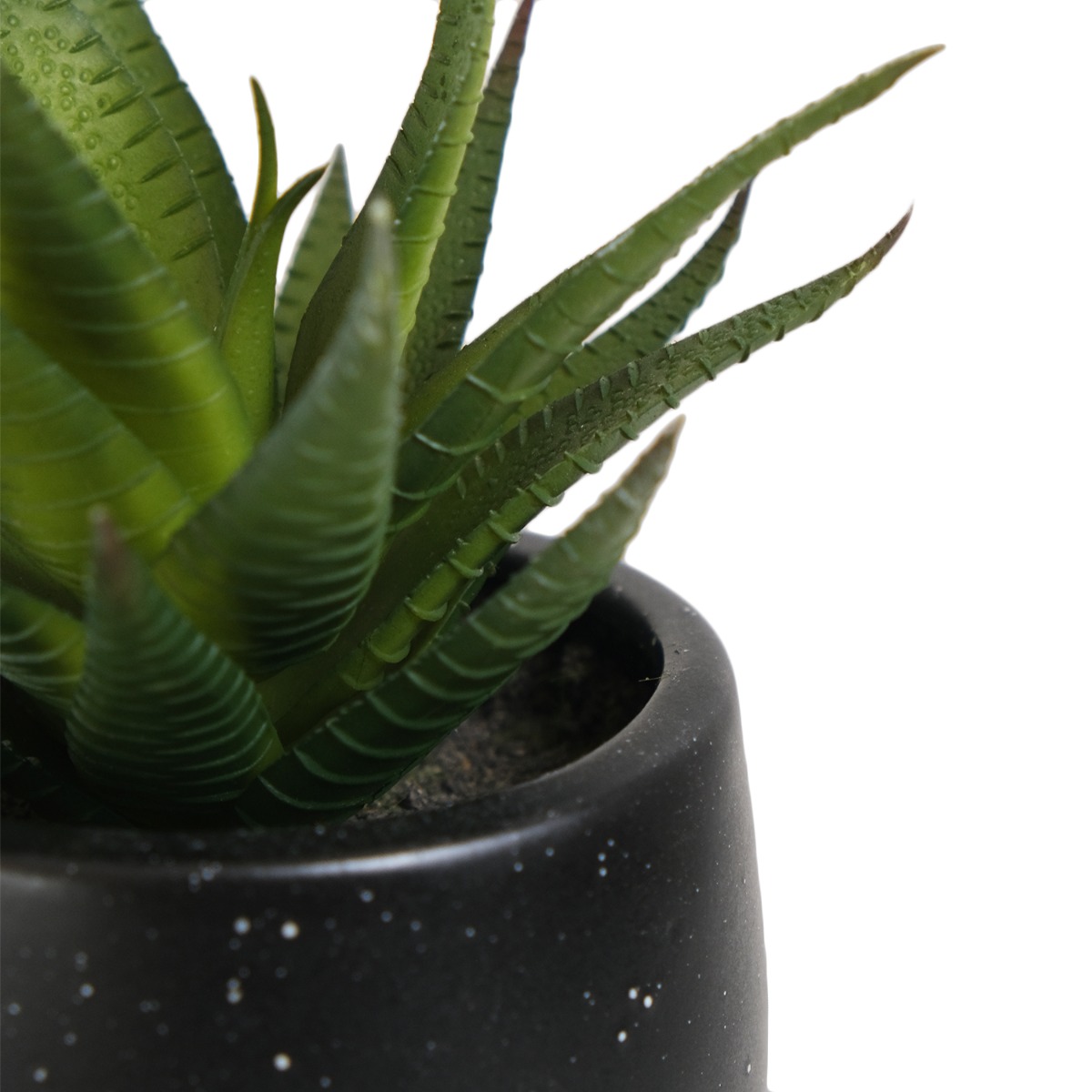 Aloe in Ceramic Pot