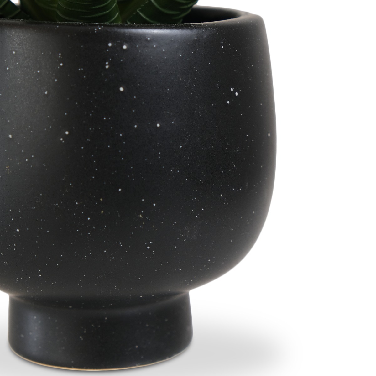 Aloe in Ceramic Pot