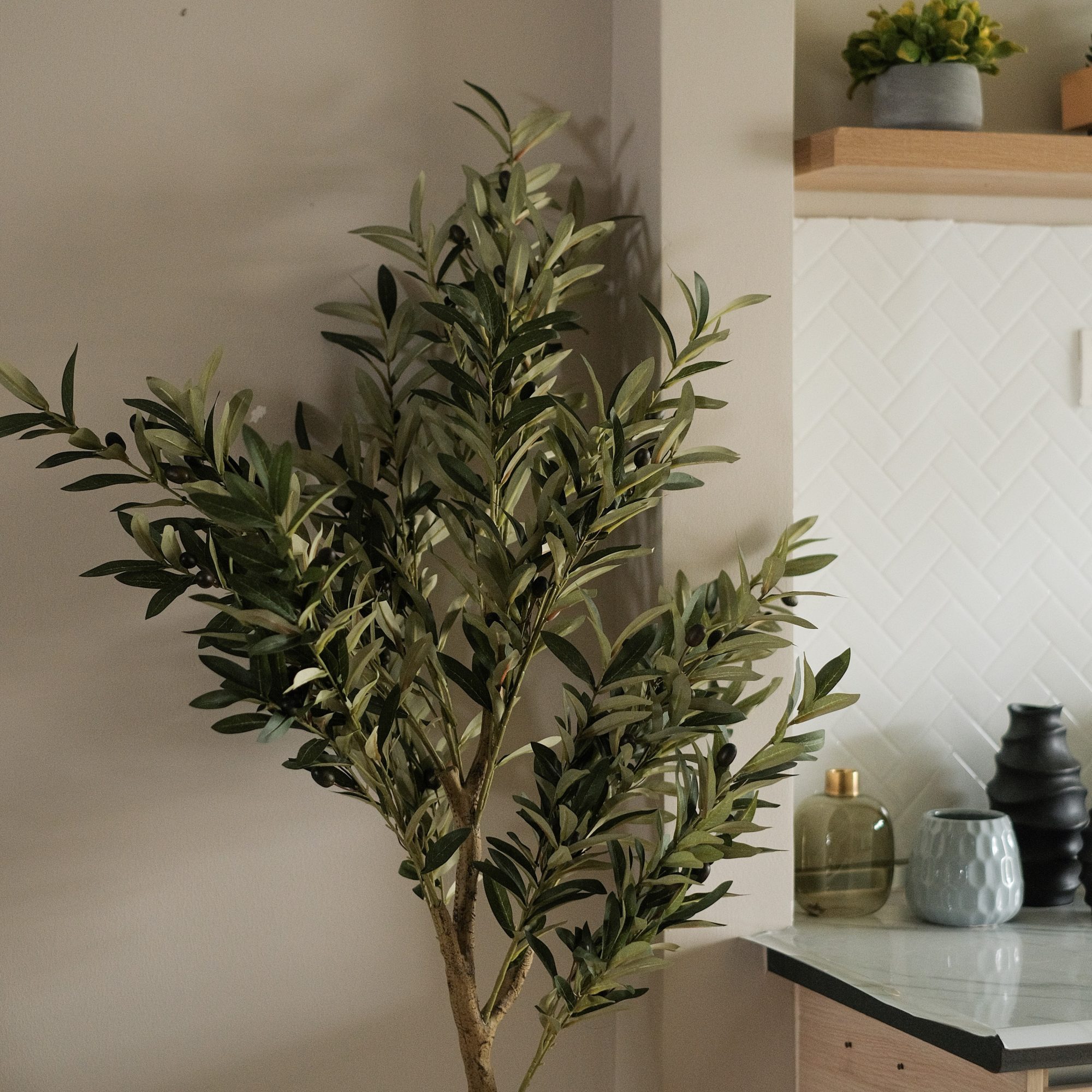 Olive Tree 170cm