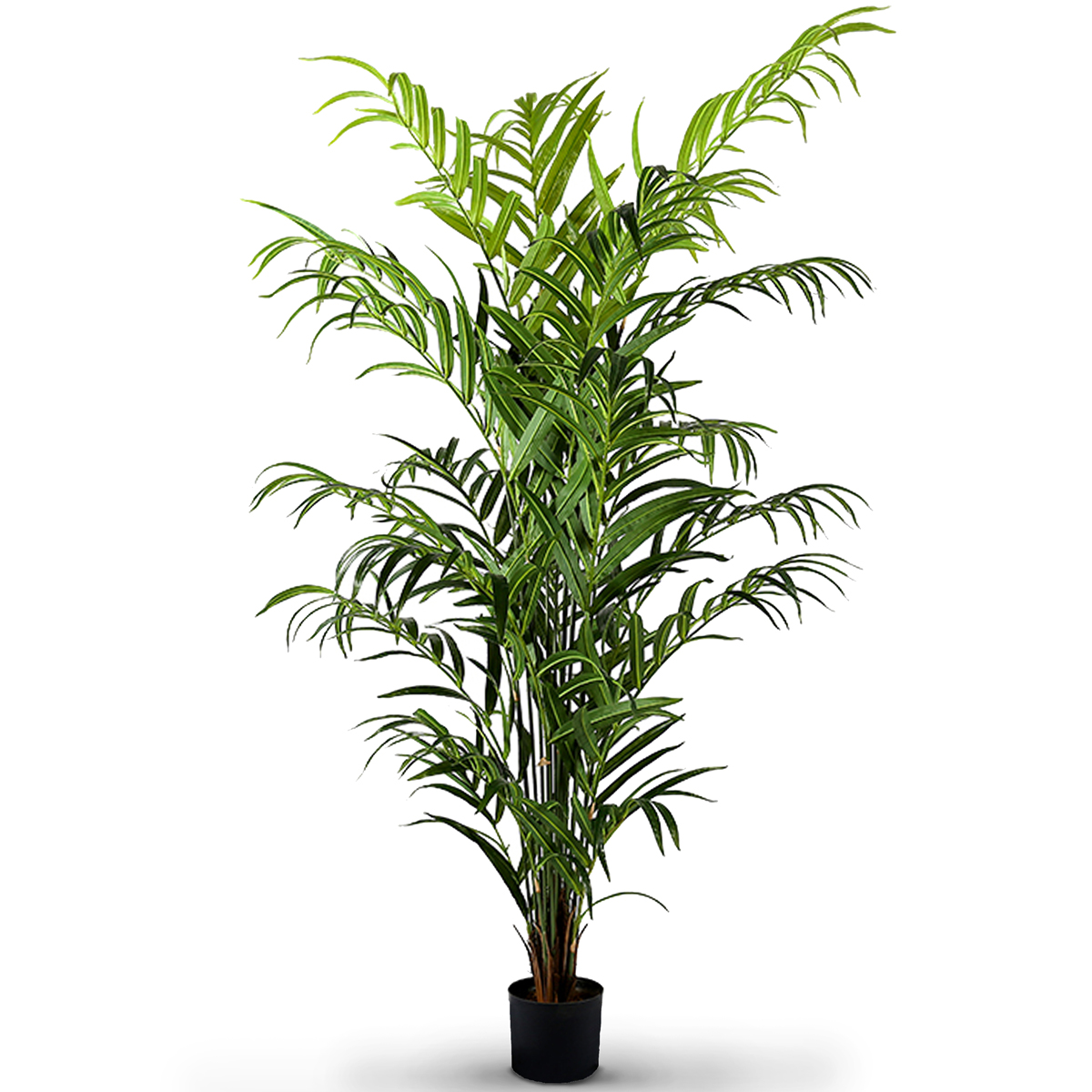 Palm Tree 240cm