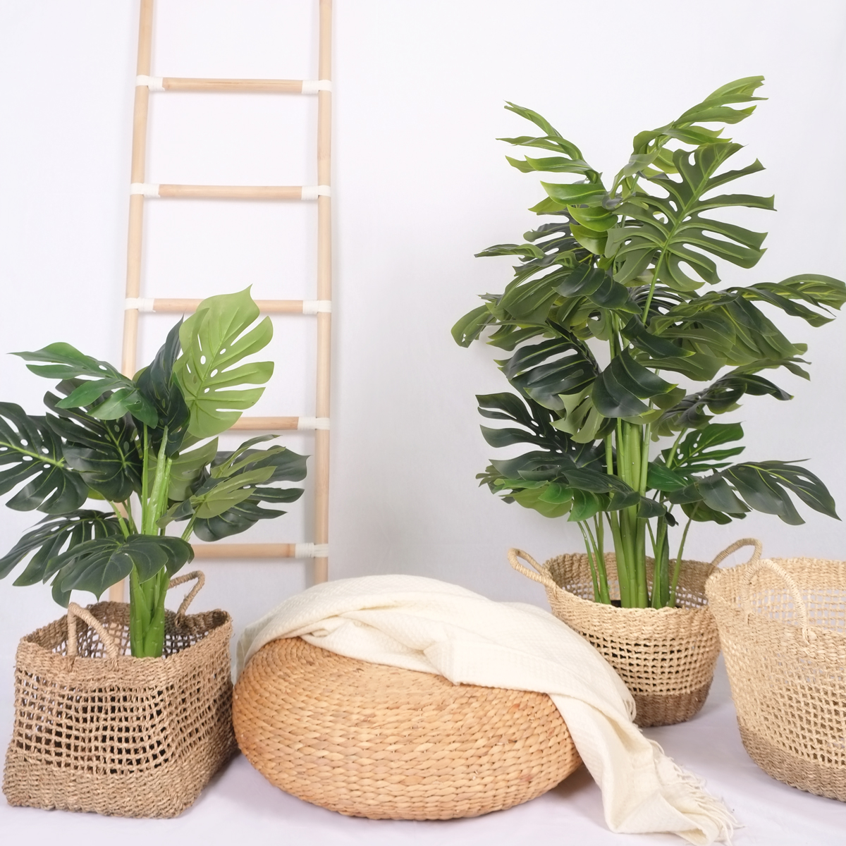 Monstera 75cm