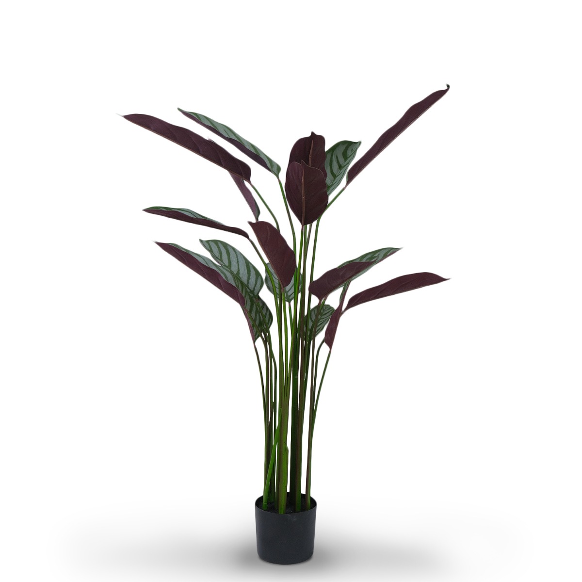 Calathea Ornata Plant 140cm