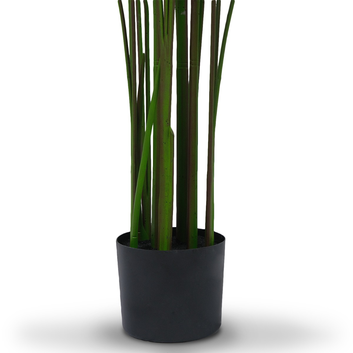Calathea Ornata Plant 140cm