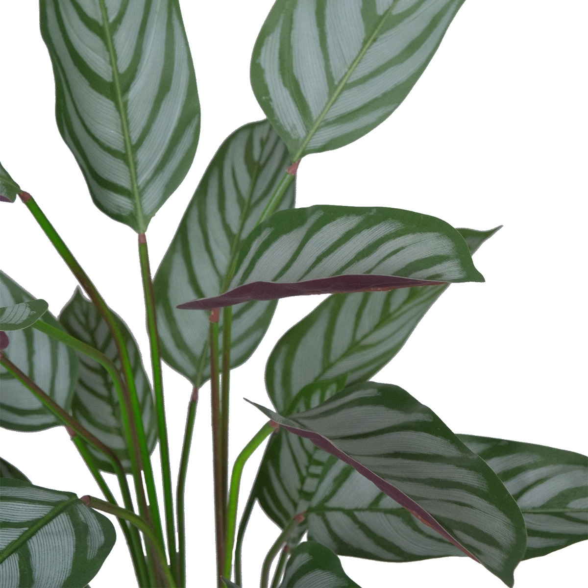 Calathea Ornata Plant 140cm