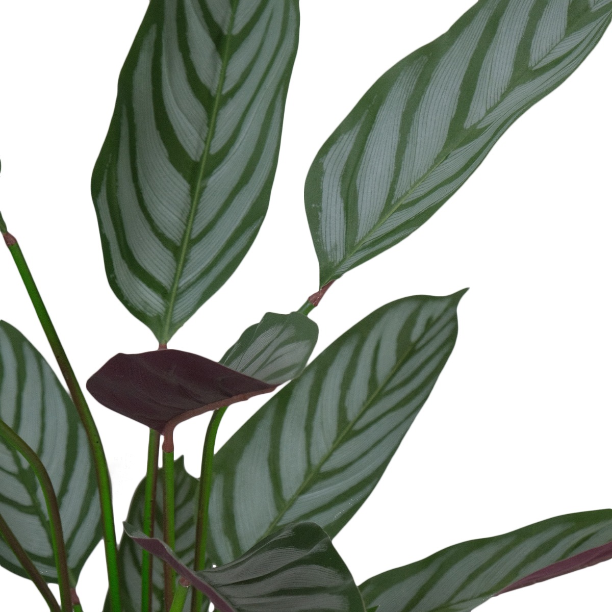 Calathea Ornata Plant 140cm