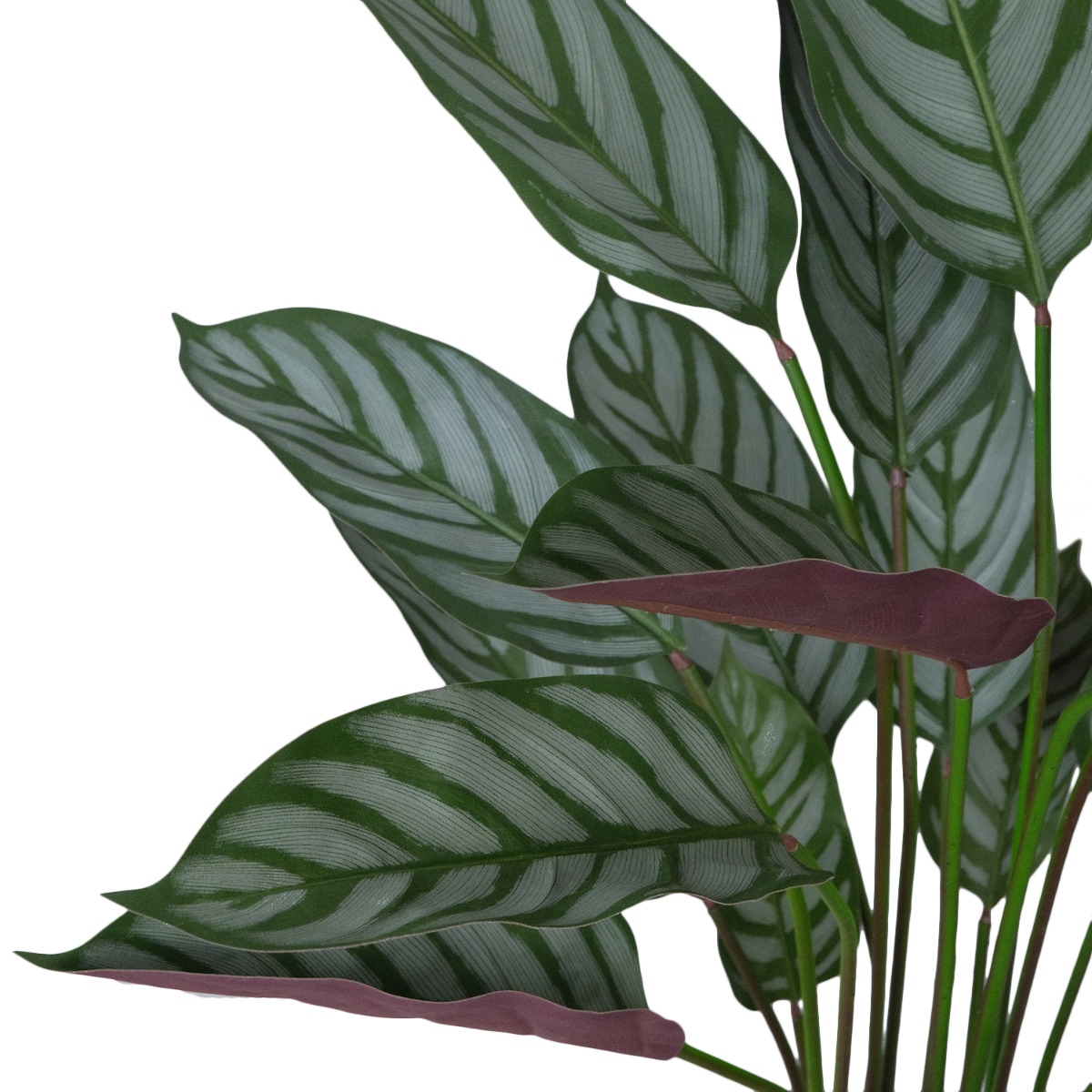 Calathea Ornata Plant 140cm