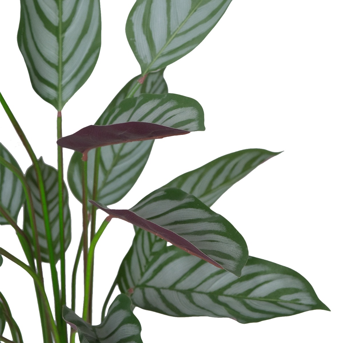 Calathea Ornata Plant 140cm