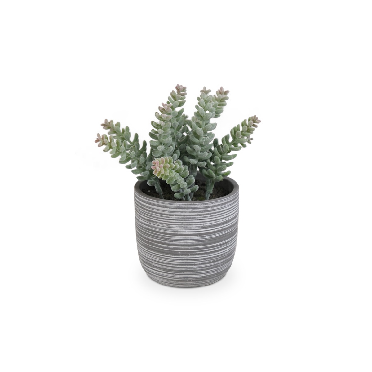 Cliff Cotyledon in Cement Pot