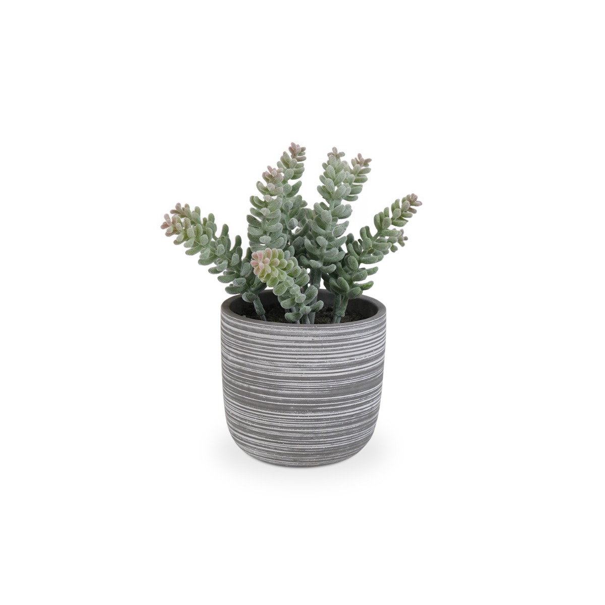 Cliff Cotyledon in Cement Pot
