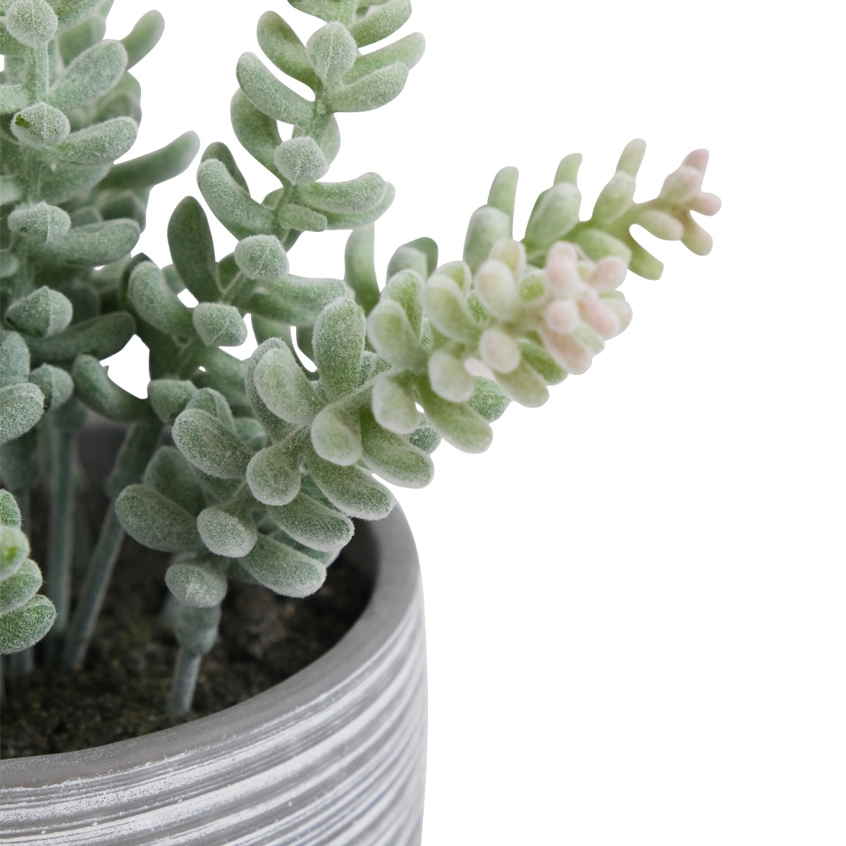 Cliff Cotyledon in Cement Pot