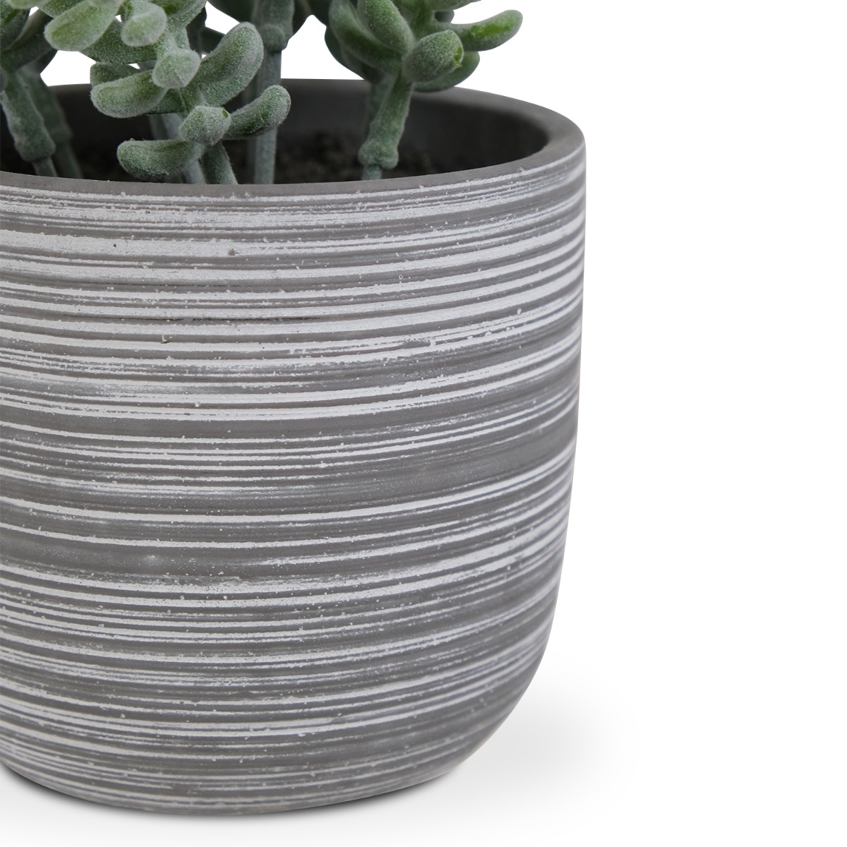 Cliff Cotyledon in Cement Pot